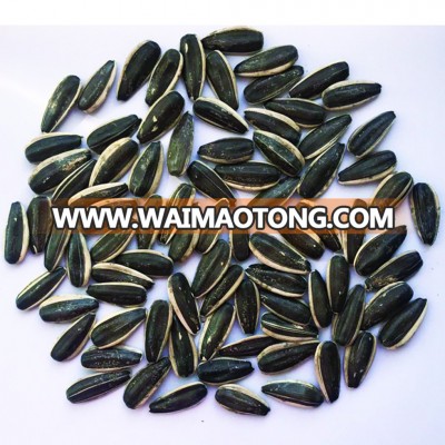 2017 new crop most popular Sunflower seeds 363