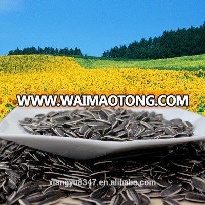 2016 New Crop Long Type Sunflower Seeds