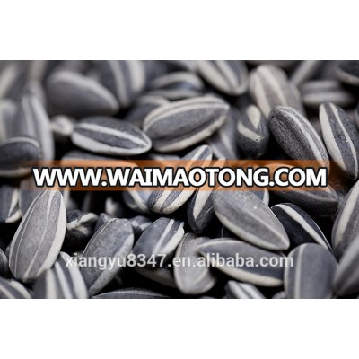 New Dried Raw Chinese Origin Sunflower Seeds