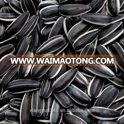 sunflower seeds 363