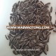 High quality raw sunflower seeds 5009 for wholesale