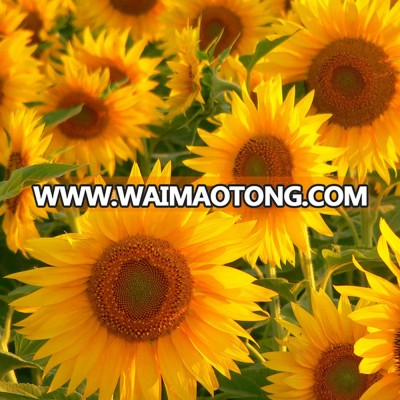 black sunfower seeds chinese sunflower seeds export sunflower seeds